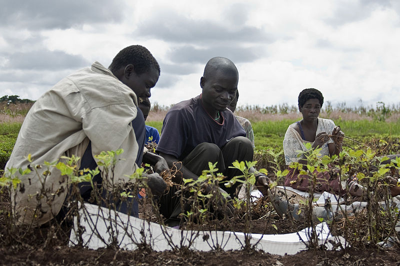 Groundnut harvesting Malawi
