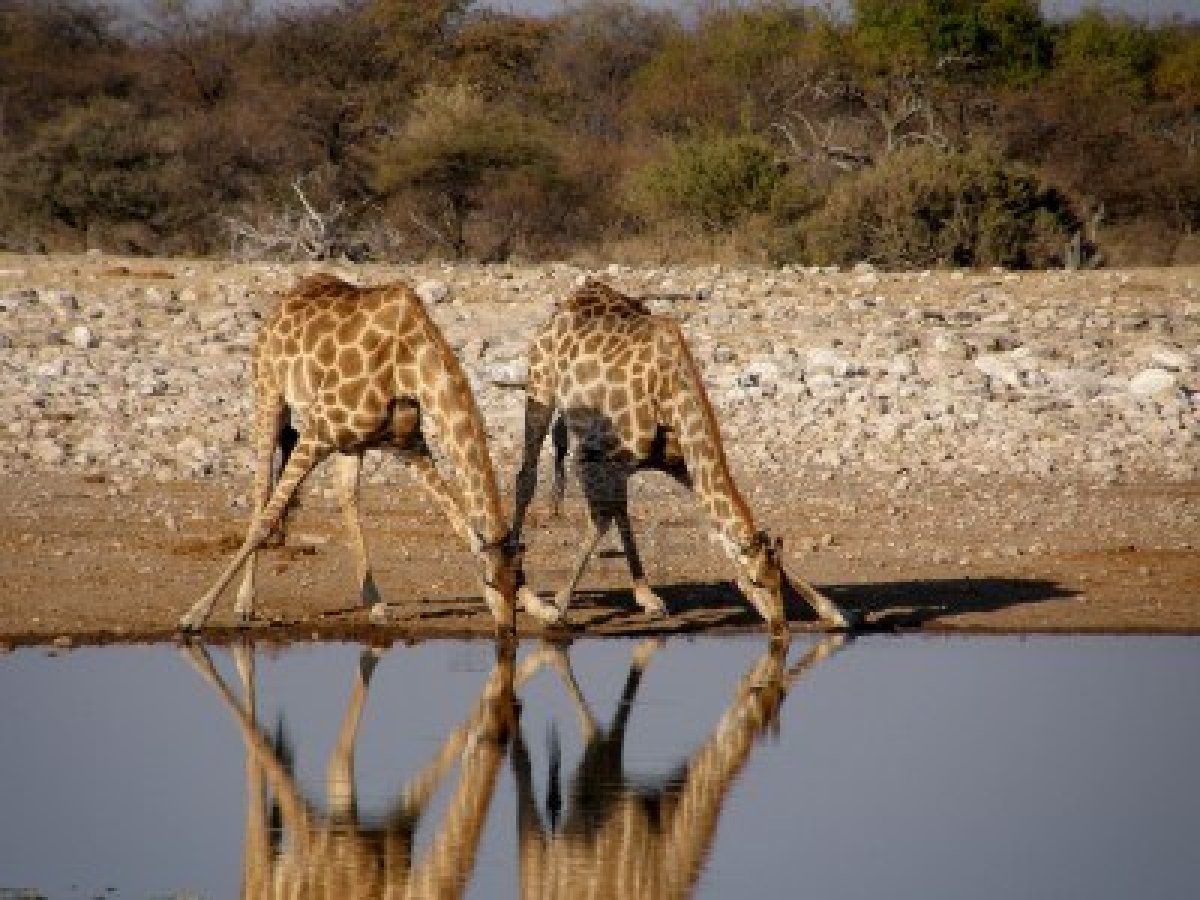 giraffe etosha wild park namibia